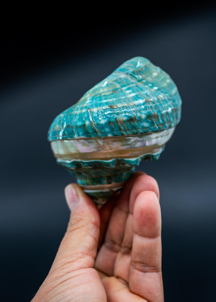 Turbo Marmoratus Shells: Extra Large Whole Pearl Banded Turbo Marmoratus Seashells, sold by each, Sea Shell Crafts, Shell Decor, Supplies