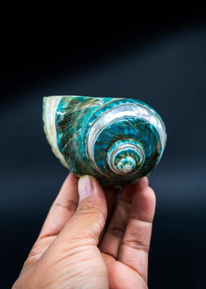 Turbo Marmoratus Shells: Extra Large Whole Pearl Banded Turbo Marmoratus Seashells, sold by each, Sea Shell Crafts, Shell Decor, Supplies