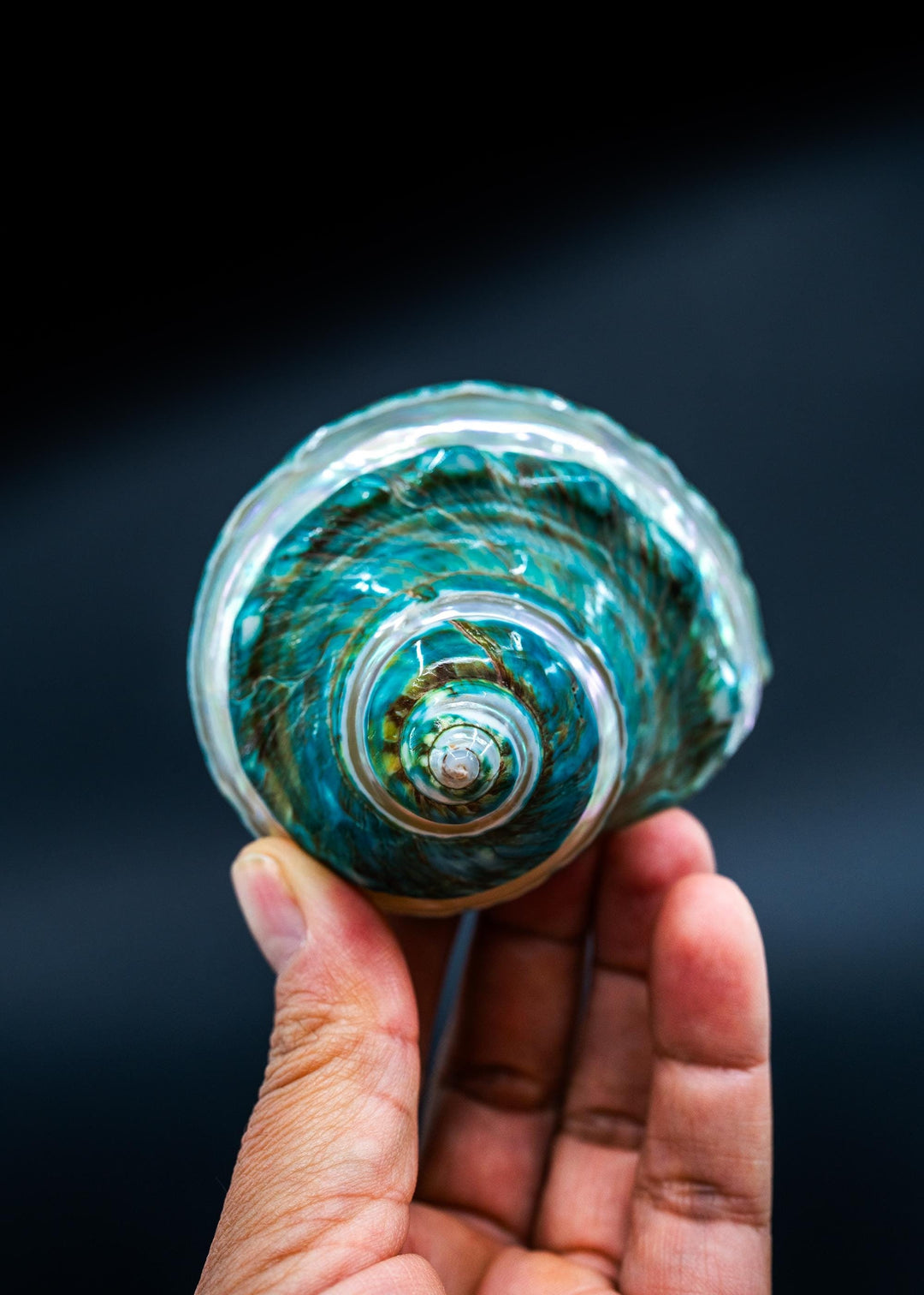 turbo shells by Nature Beads