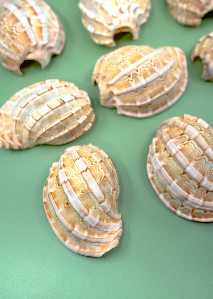 Harpa articularis Shell: Major Harp Seashells, Harpa Davidus, 3 inches, One Shell, Shells for Lamps, Sea Shells, Seashell Jewelry