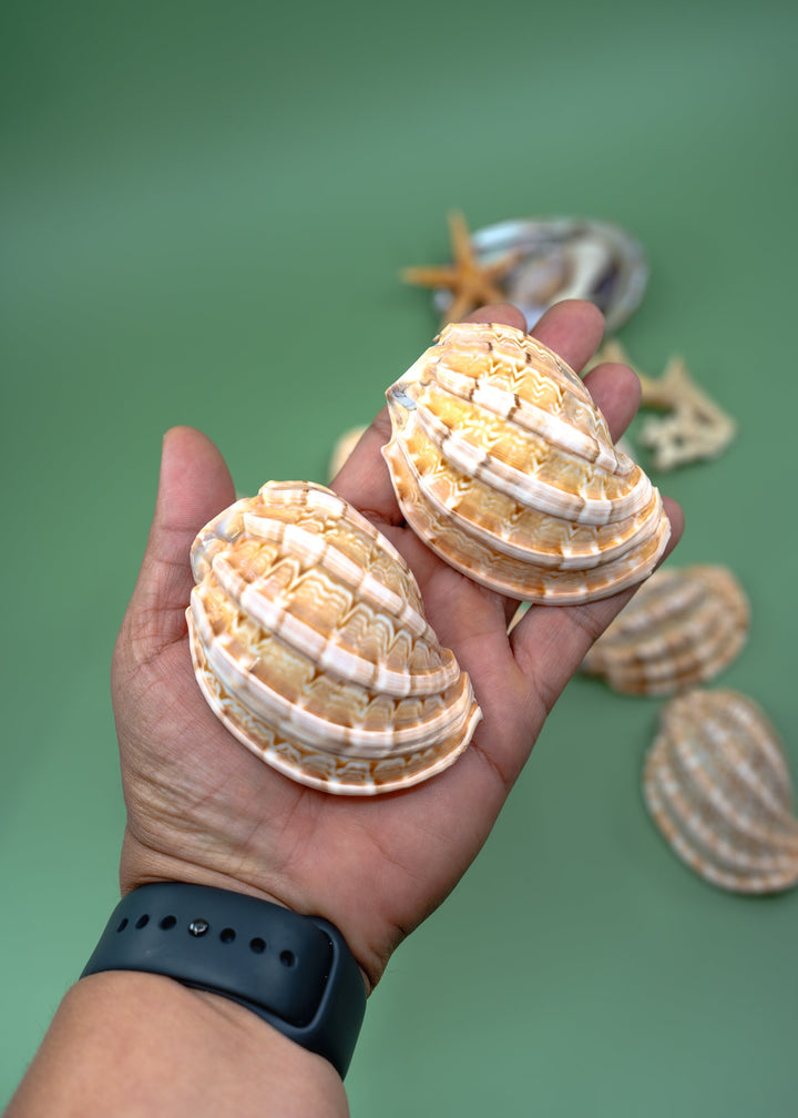 Harpa articularis Shell: Major Harp Seashells, Harpa Davidus, 3 inches, One Shell, Shells for Lamps, Sea Shells, Seashell Jewelry