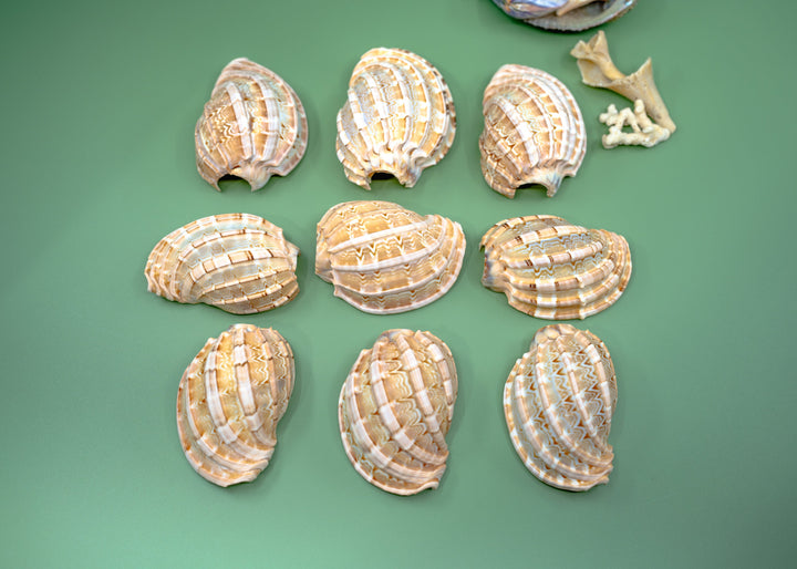 Harpa articularis Shell: Major Harp Seashells, Harpa Davidus, 3 inches, One Shell, Shells for Lamps, Sea Shells, Seashell Jewelry