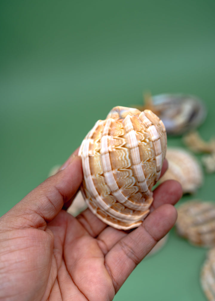 Harpa articularis Shell: Major Harp Seashells, Harpa Davidus, 3 inches, One Shell, Shells for Lamps, Sea Shells, Seashell Jewelry