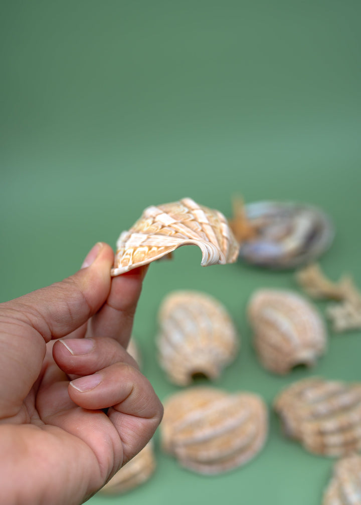 Harpa articularis Shell: Major Harp Seashells, Harpa Davidus, 3 inches, One Shell, Shells for Lamps, Sea Shells, Seashell Jewelry