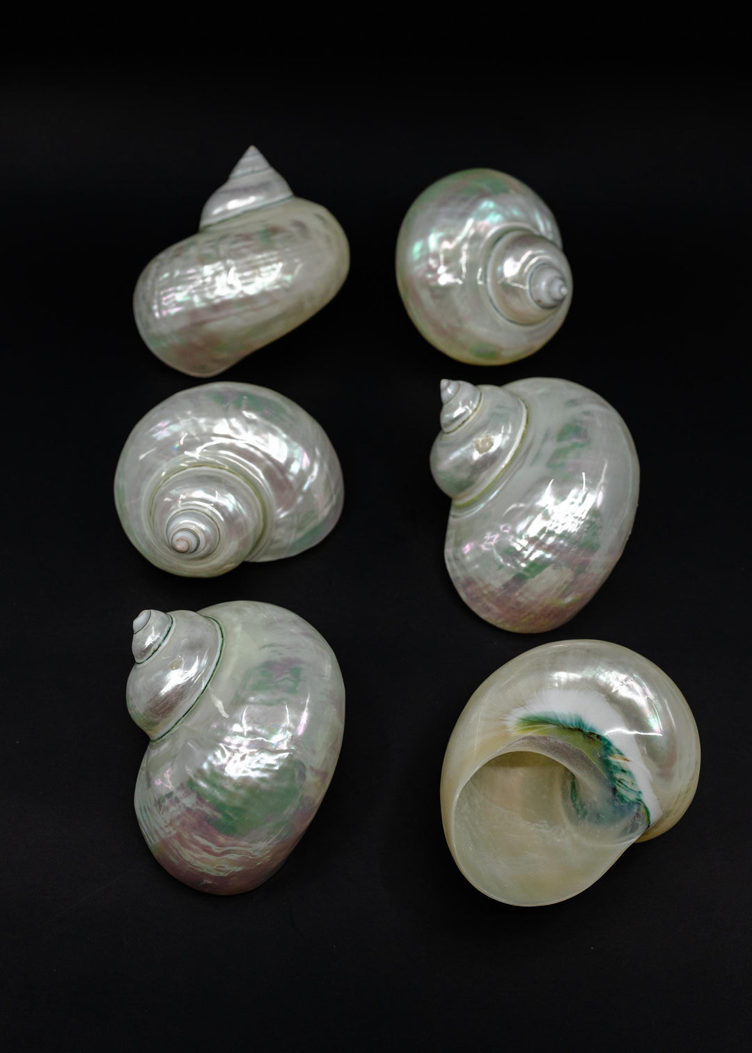 Extra Large Pearl Turbo Shell – Whole Iridescent Turbo Seashell, 4 Inches (1 Piece)