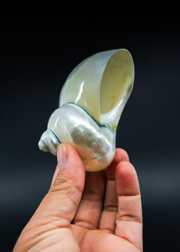 Extra Large Pearl Turbo Shell – Whole Iridescent Turbo Seashell, 4 Inches (1 Piece)