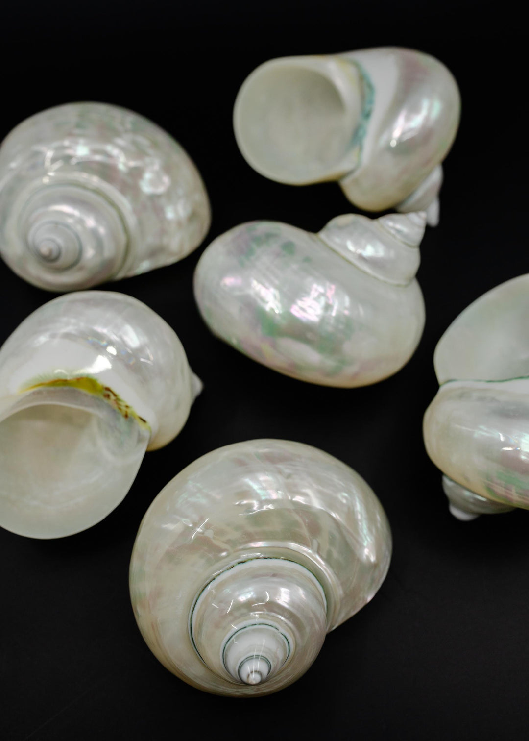 Extra Large Pearl Turbo Shell – Whole Iridescent Turbo Seashell, 4 Inches (1 Piece)