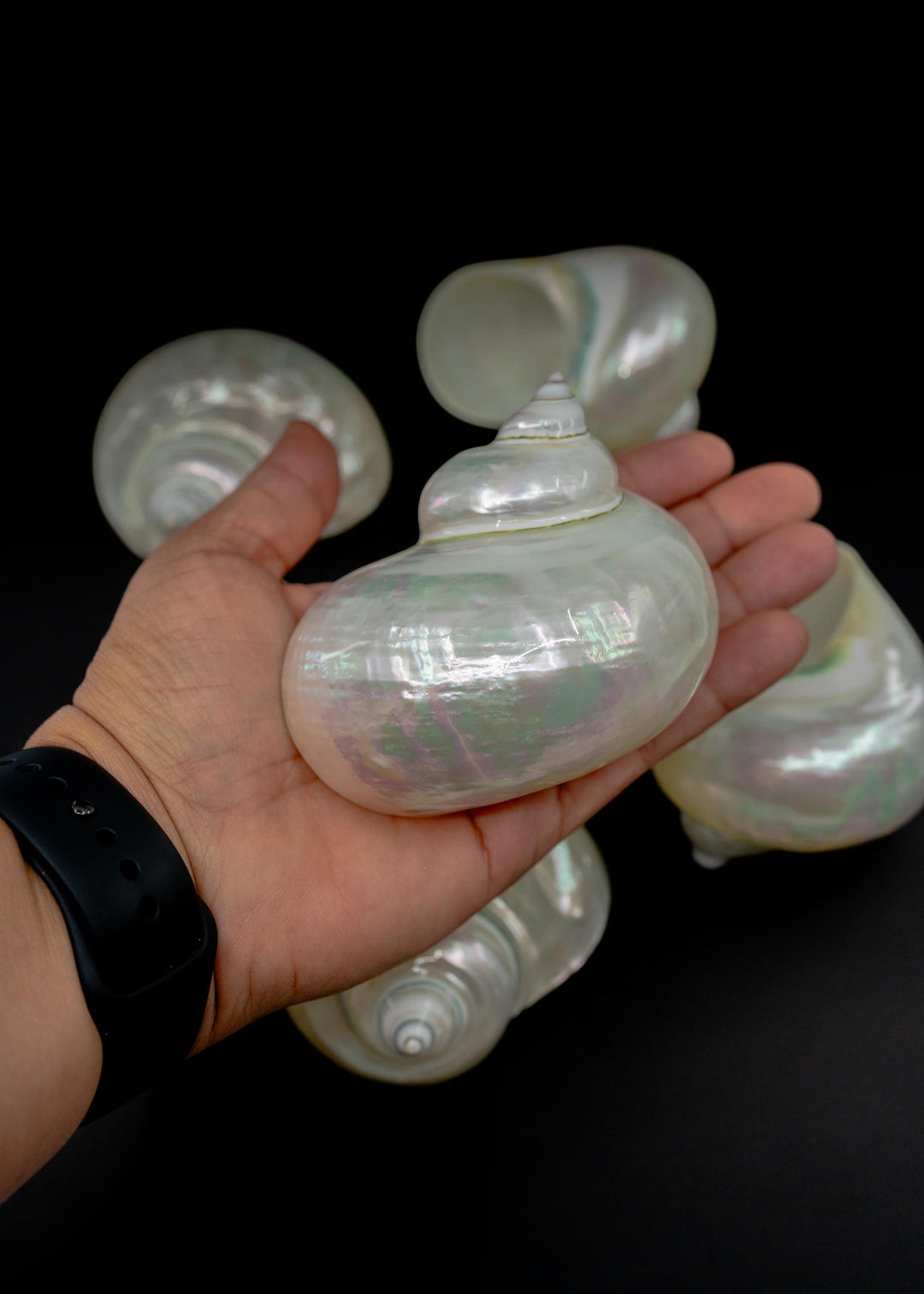 Extra Large Pearl Turbo Shell – Whole Iridescent Turbo Seashell, 4 Inches (1 Piece)