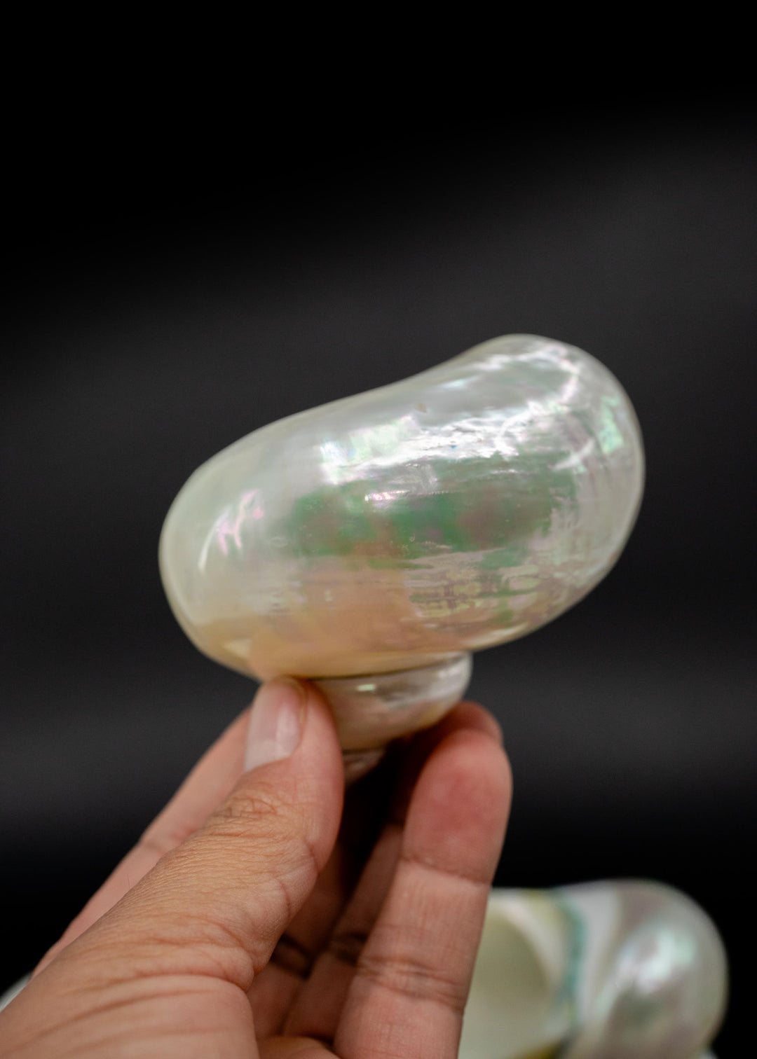 Extra Large Pearl Turbo Shell – Whole Iridescent Turbo Seashell, 4 Inches (1 Piece)
