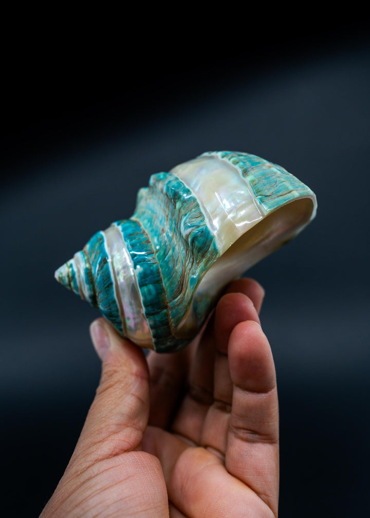 Turbo Marmoratus Shells: Extra Large Whole Pearl Banded Turbo Marmoratus Seashells, sold by each, Sea Shell Crafts, Shell Decor, Supplies