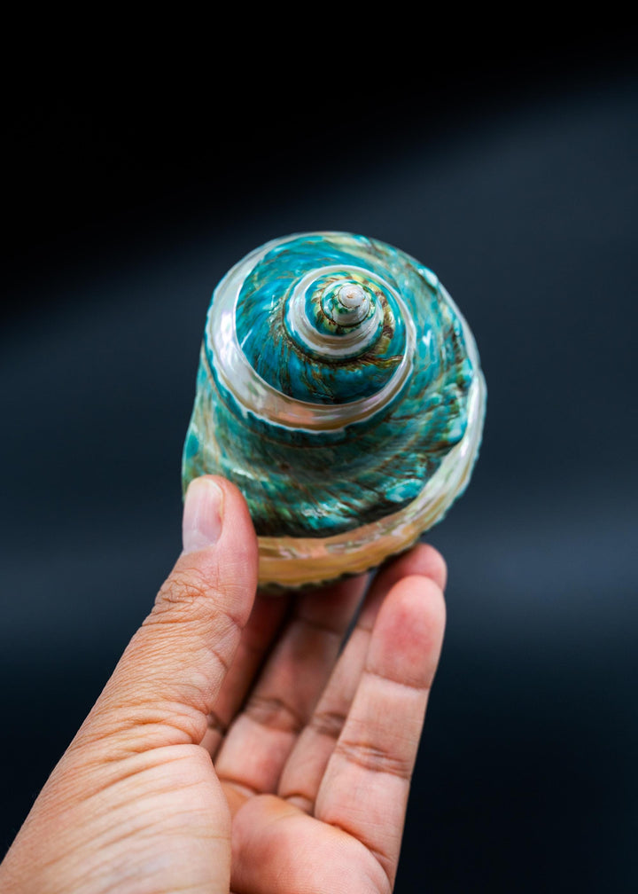 Turbo Marmoratus Shells: Extra Large Whole Pearl Banded Turbo Marmoratus Seashells, sold by each, Sea Shell Crafts, Shell Decor, Supplies