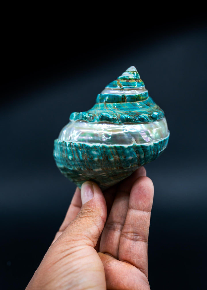 Turbo Marmoratus Shells: Extra Large Whole Pearl Banded Turbo Marmoratus Seashells, sold by each, Sea Shell Crafts, Shell Decor, Supplies