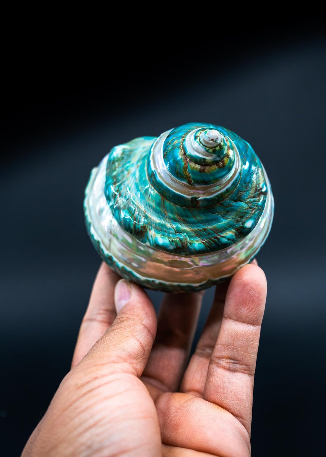 Turbo Marmoratus Shells: Extra Large Whole Pearl Banded Turbo Marmoratus Seashells, sold by each, Sea Shell Crafts, Shell Decor, Supplies