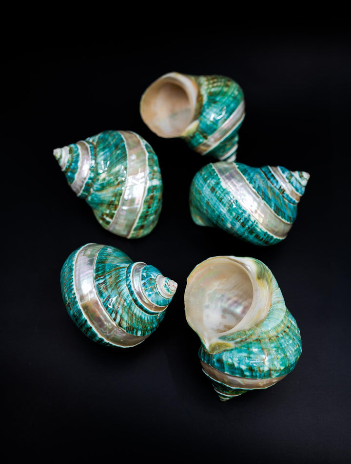 Turbo Marmoratus Shells: Extra Large Whole Pearl Banded Turbo Marmoratus Seashells, sold by each, Sea Shell Crafts, Shell Decor, Supplies