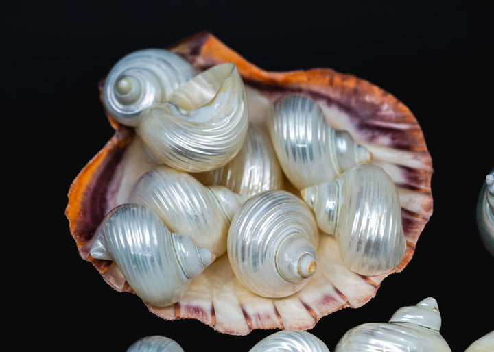 Turbo Shell Connector Pendant, TOP BOTTOM Drilled Shell, Delphinula Shell Charm