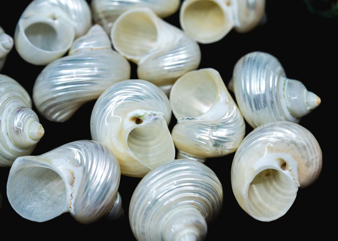 SIDE Drilled Turbo Shell Pendant, Two Hole Delphinula Shell, One Pearlized Seashell Charm