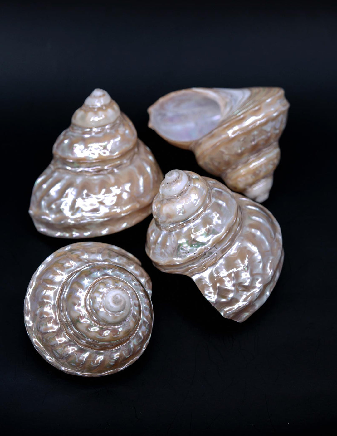 Astraea turban Shells: Extra Large Whole Pearlized Wavy Top Aestrae turbanicum Seashells, sold by each, Seashell Crafts, Shell Decor, Supply