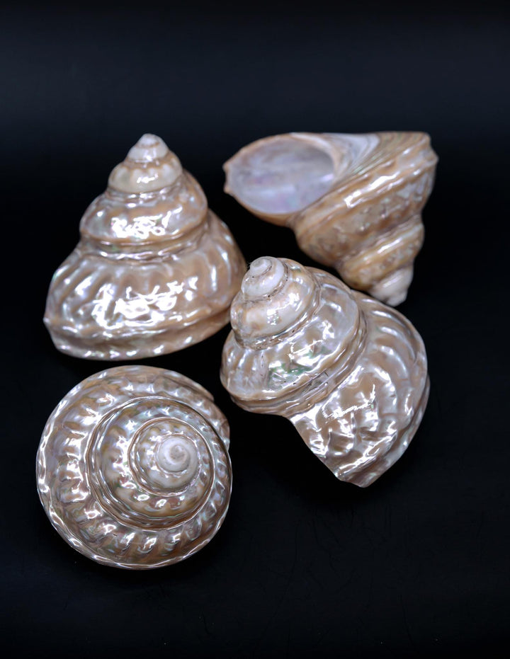 Astraea turban Shells: Extra Large Whole Pearlized Wavy Top Aestrae turbanicum Seashells, sold by each, Seashell Crafts, Shell Decor, Supply