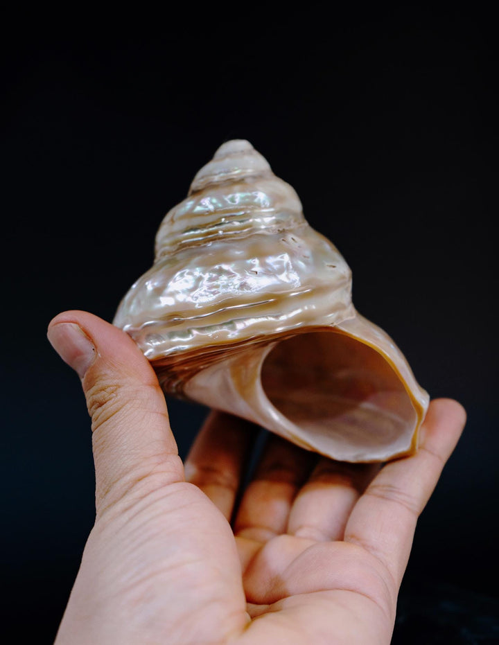 Astraea turban Shells: Extra Large Whole Pearlized Wavy Top Aestrae turbanicum Seashells, sold by each, Seashell Crafts, Shell Decor, Supply