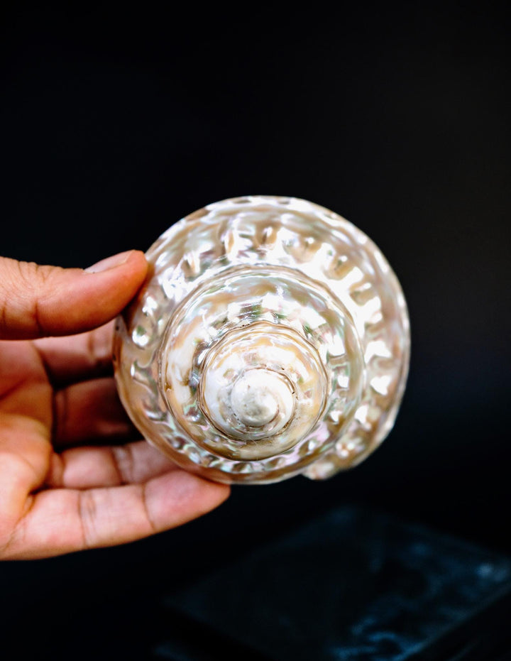 Astraea turban Shells: Extra Large Whole Pearlized Wavy Top Aestrae turbanicum Seashells, sold by each, Seashell Crafts, Shell Decor, Supply