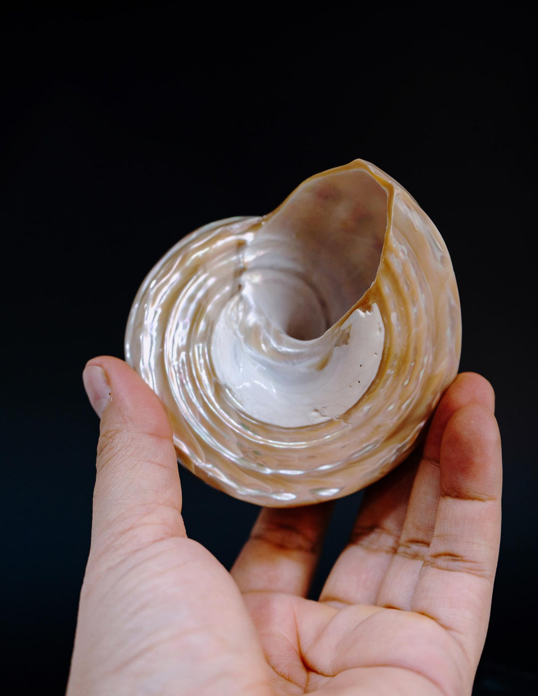 Astraea turban Shells: Extra Large Whole Pearlized Wavy Top Aestrae turbanicum Seashells, sold by each, Seashell Crafts, Shell Decor, Supply
