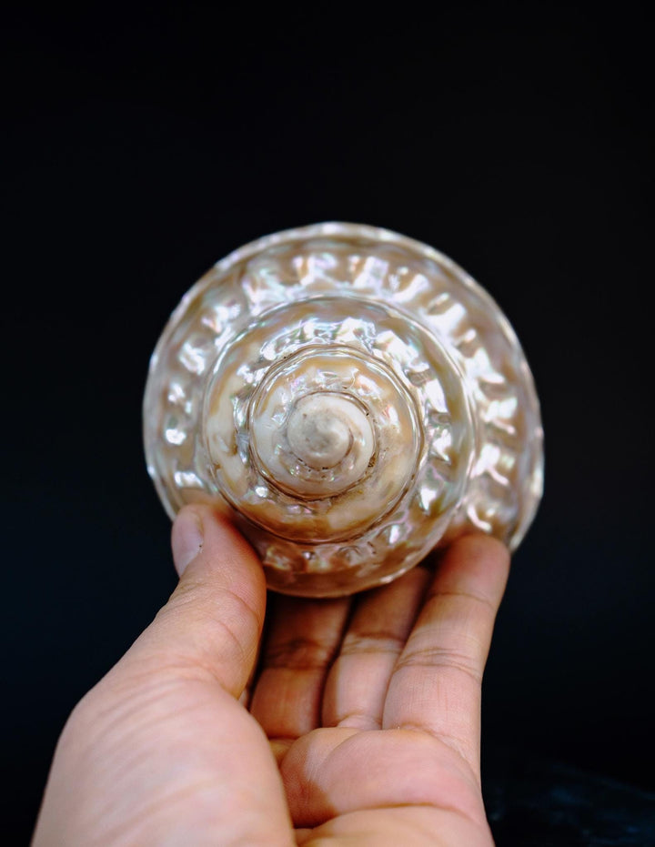 Astraea turban Shells: Extra Large Whole Pearlized Wavy Top Aestrae turbanicum Seashells, sold by each, Seashell Crafts, Shell Decor, Supply