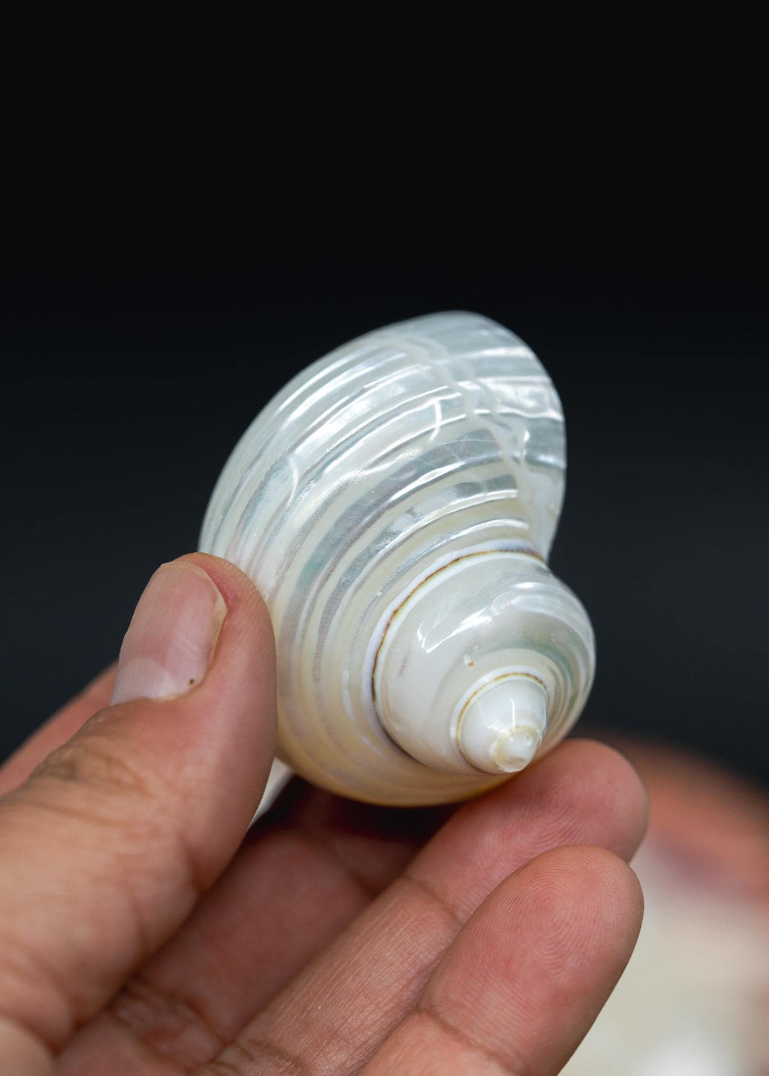 Turbo Shell Connector Pendant, TOP BOTTOM Drilled Shell, Delphinula Shell Charm