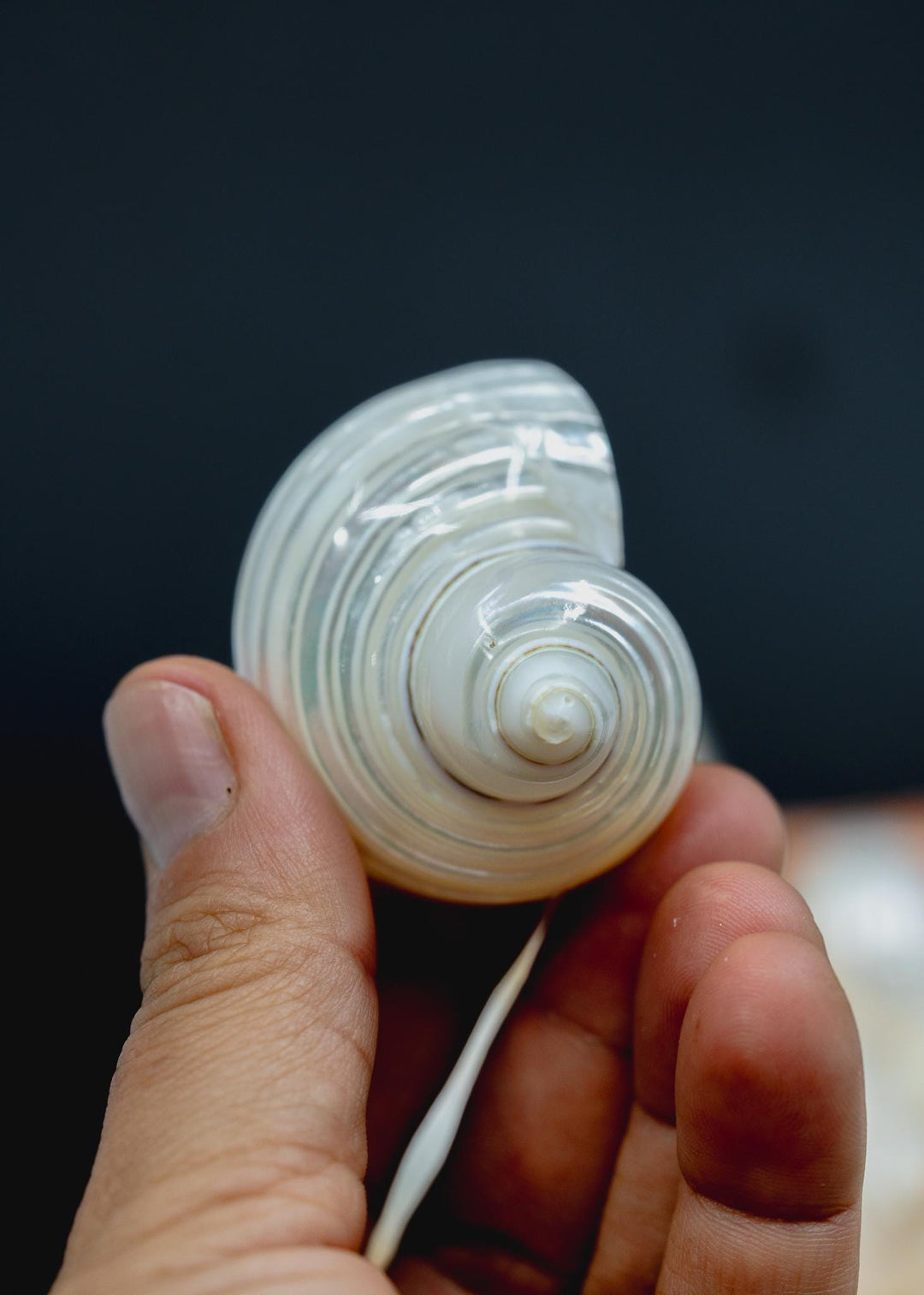 Turbo Shell Connector Pendant, TOP BOTTOM Drilled Shell, Delphinula Shell Charm
