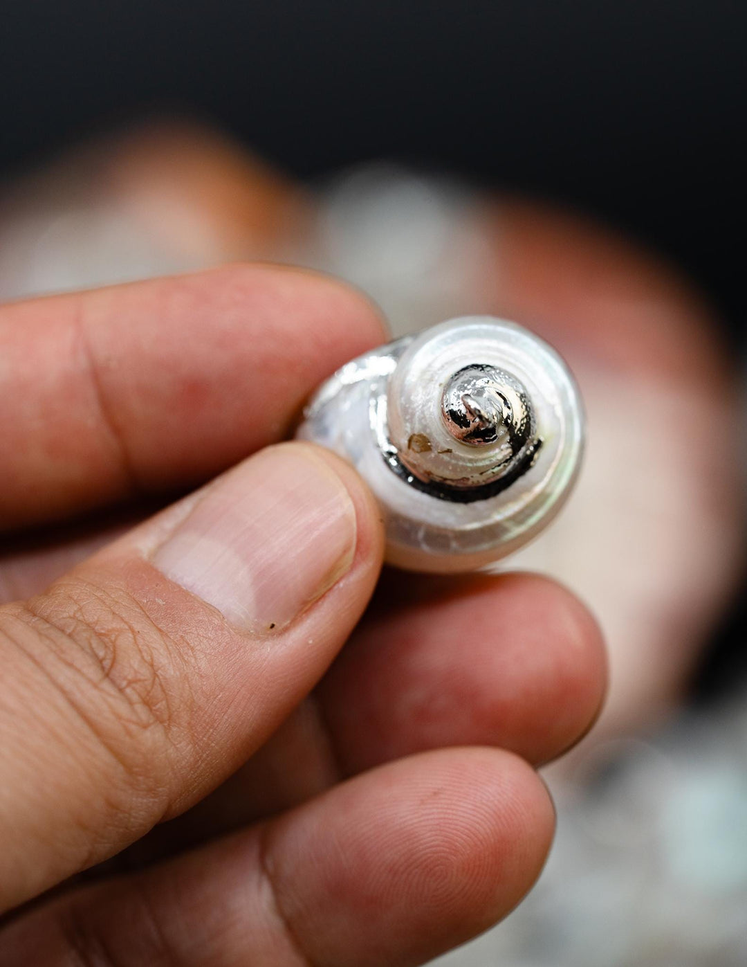 Silver Electroplated Pearl Turbo Shells, Sold by each, Shell Earrings, Shell Charms, Shell Necklace, Shell Jewelry, Jewelry Supplies