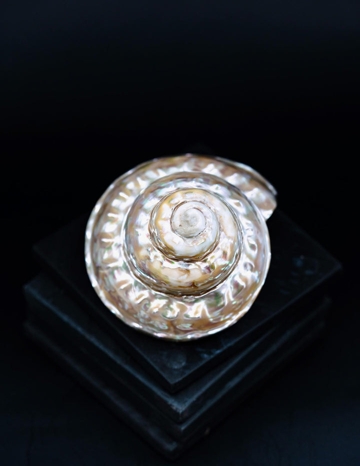 Astraea turban Shells: Extra Large Whole Pearlized Wavy Top Aestrae turbanicum Seashells, sold by each, Seashell Crafts, Shell Decor, Supply