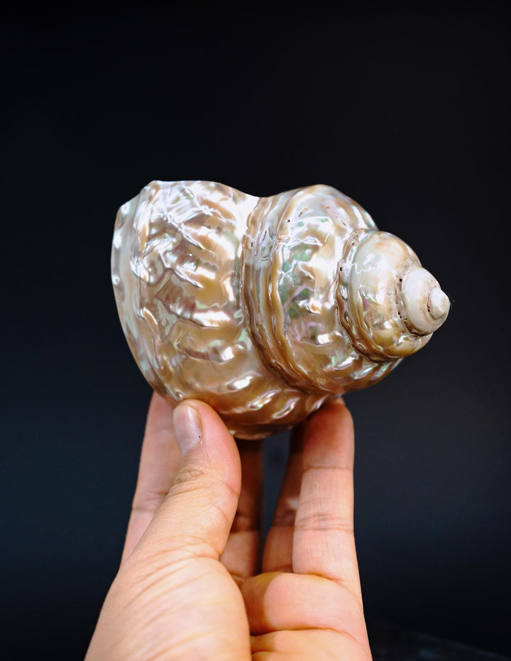 Astraea turban Shells: Extra Large Whole Pearlized Wavy Top Aestrae turbanicum Seashells, sold by each, Seashell Crafts, Shell Decor, Supply