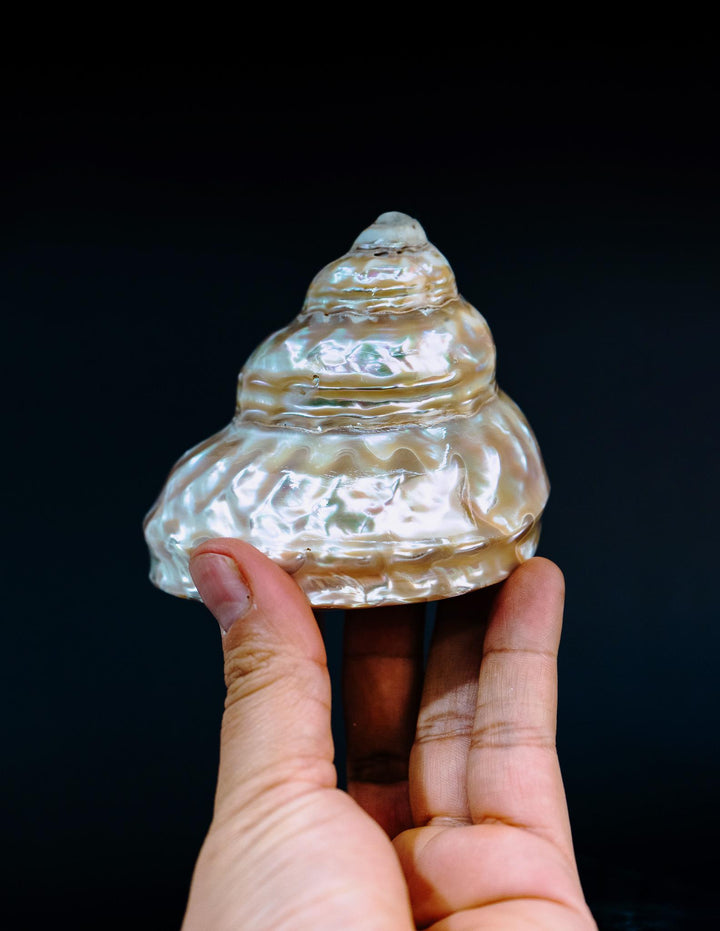 Astraea turban Shells: Extra Large Whole Pearlized Wavy Top Aestrae turbanicum Seashells, sold by each, Seashell Crafts, Shell Decor, Supply