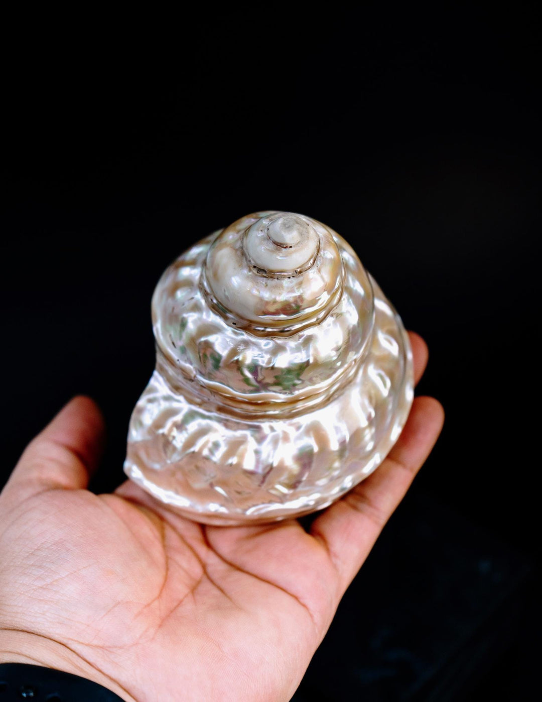 Astraea turban Shells: Extra Large Whole Pearlized Wavy Top Aestrae turbanicum Seashells, sold by each, Seashell Crafts, Shell Decor, Supply