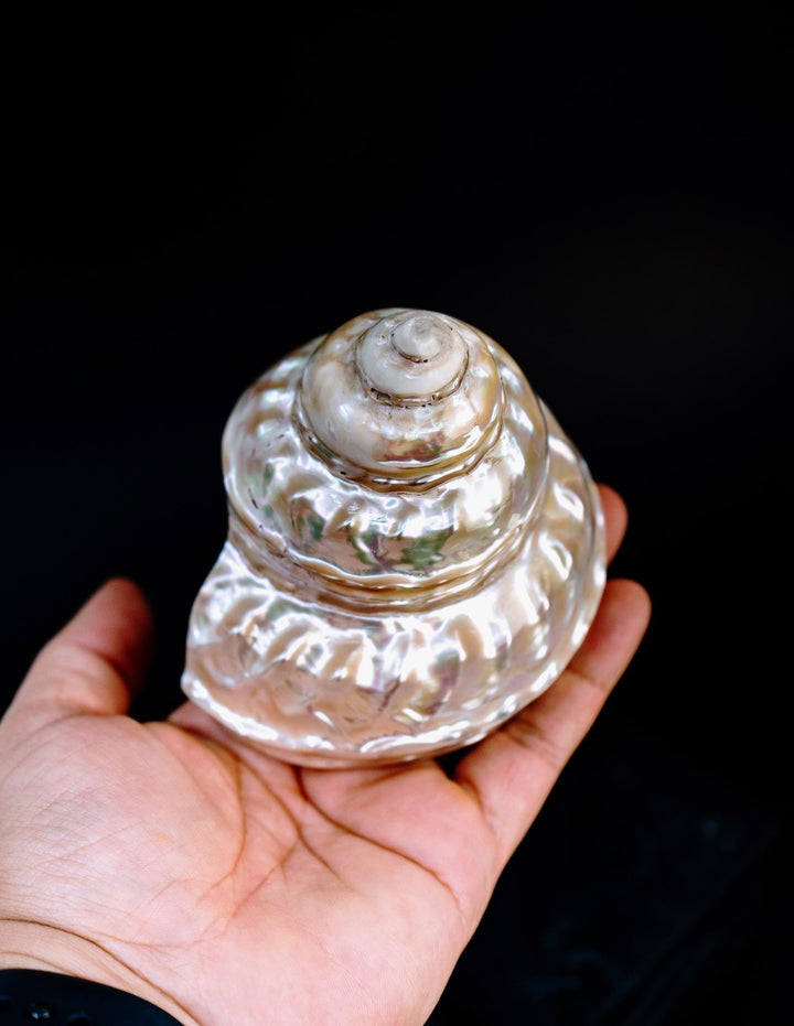Astraea turban Shells: Extra Large Whole Pearlized Wavy Top Aestrae turbanicum Seashells, sold by each, Seashell Crafts, Shell Decor, Supply