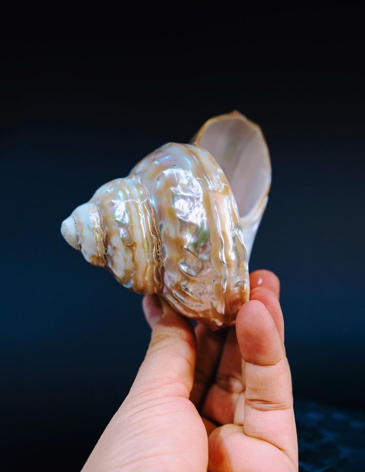 Astraea turban Shells: Extra Large Whole Pearlized Wavy Top Aestrae turbanicum Seashells, sold by each, Seashell Crafts, Shell Decor, Supply