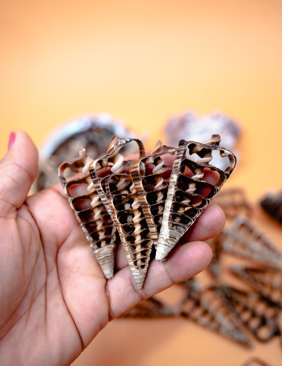 Telescopium Auger Seashell Slices  Set of 5 Natural Spiral Shell Pieces for Nautical Decor, Beach Crafts, and Jewelry Making