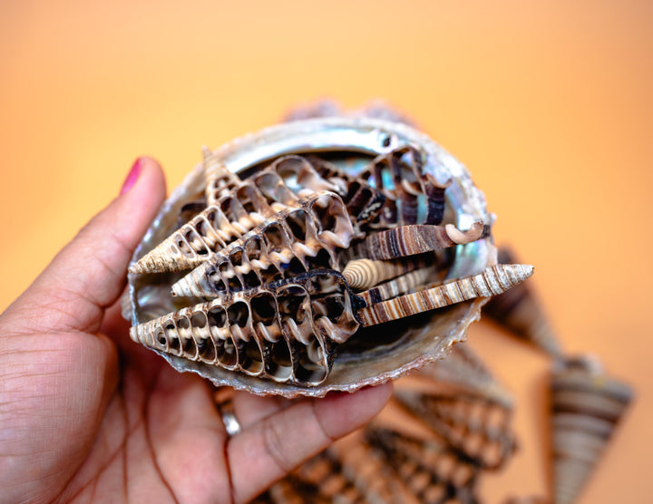 Telescopium Auger Seashell Slices  Set of 5 Natural Spiral Shell Pieces for Nautical Decor, Beach Crafts, and Jewelry Making