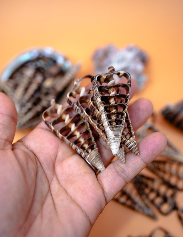 Telescopium Auger Seashell Slices  Set of 5 Natural Spiral Shell Pieces for Nautical Decor, Beach Crafts, and Jewelry Making
