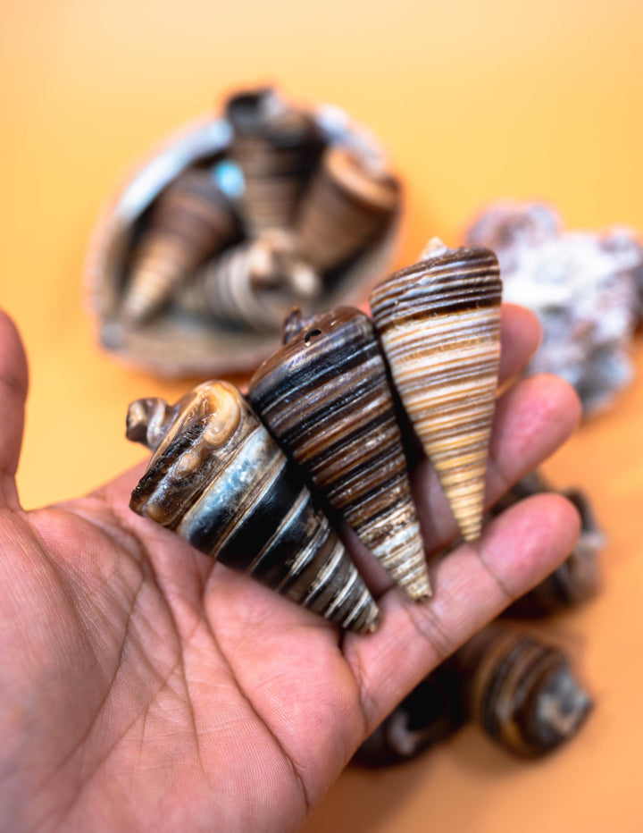 Telescopium Auger Seashells  Set of 3 Whole Natural Spiral Shells for Nautical Decor, Beach Crafts, and Jewelry Making