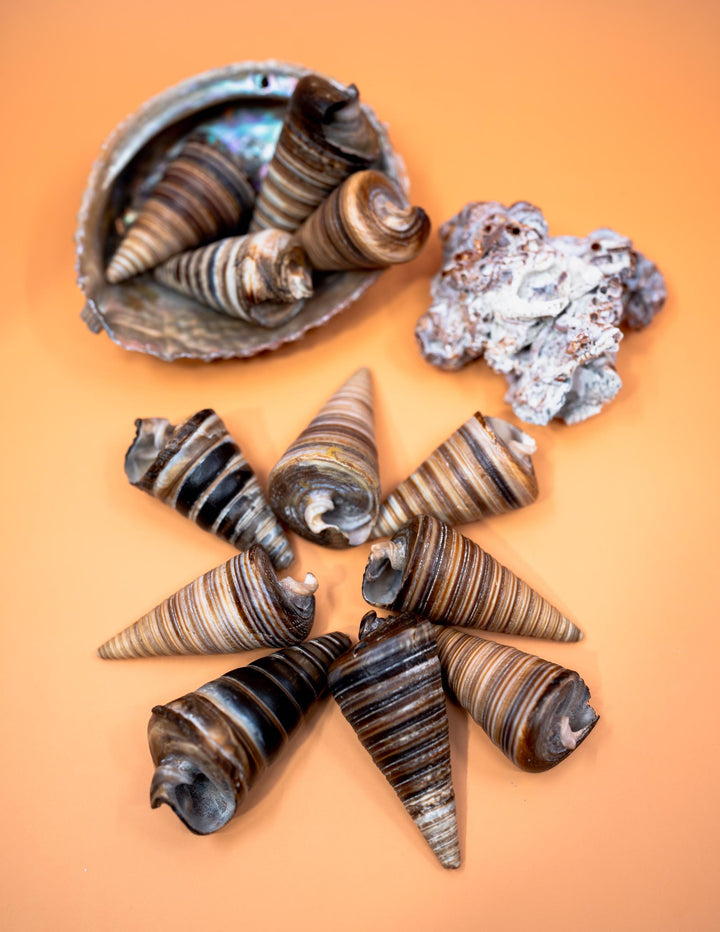 Telescopium Auger Seashells  Set of 3 Whole Natural Spiral Shells for Nautical Decor, Beach Crafts, and Jewelry Making