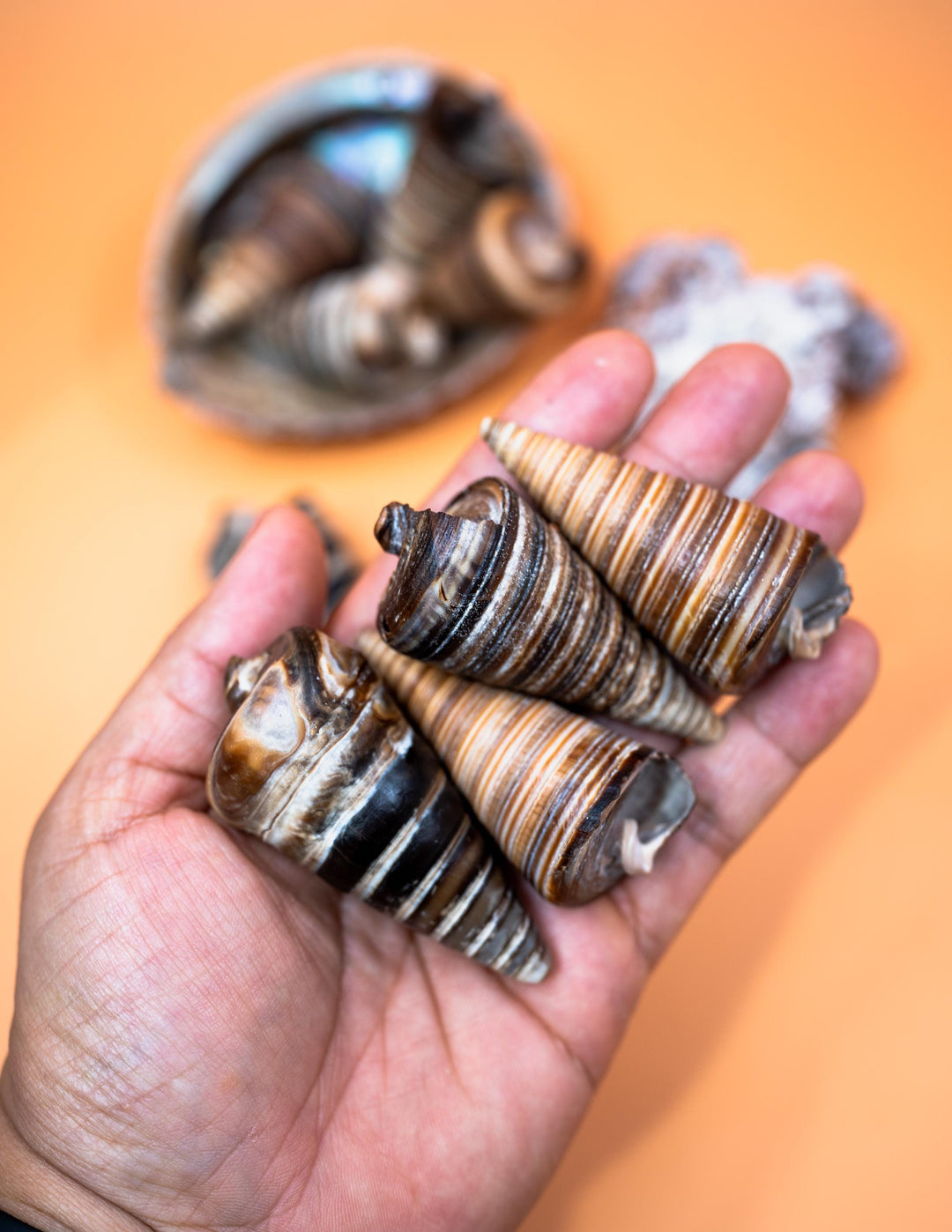 Whole Shell Beads by Nature Beads