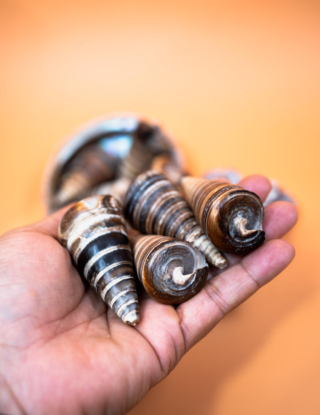Telescopium Auger Seashells  Set of 3 Whole Natural Spiral Shells for Nautical Decor, Beach Crafts, and Jewelry Making