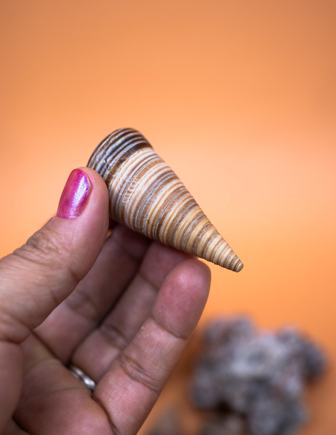 Telescopium Auger Seashells  Set of 3 Whole Natural Spiral Shells for Nautical Decor, Beach Crafts, and Jewelry Making