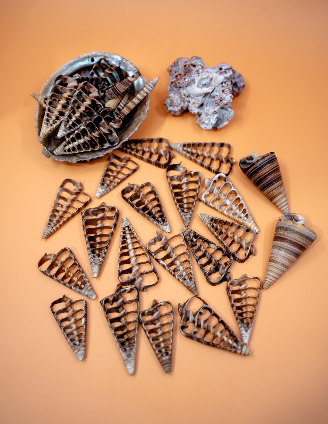 Telescopium Auger Seashell Slices  Set of 5 Natural Spiral Shell Pieces for Nautical Decor, Beach Crafts, and Jewelry Making