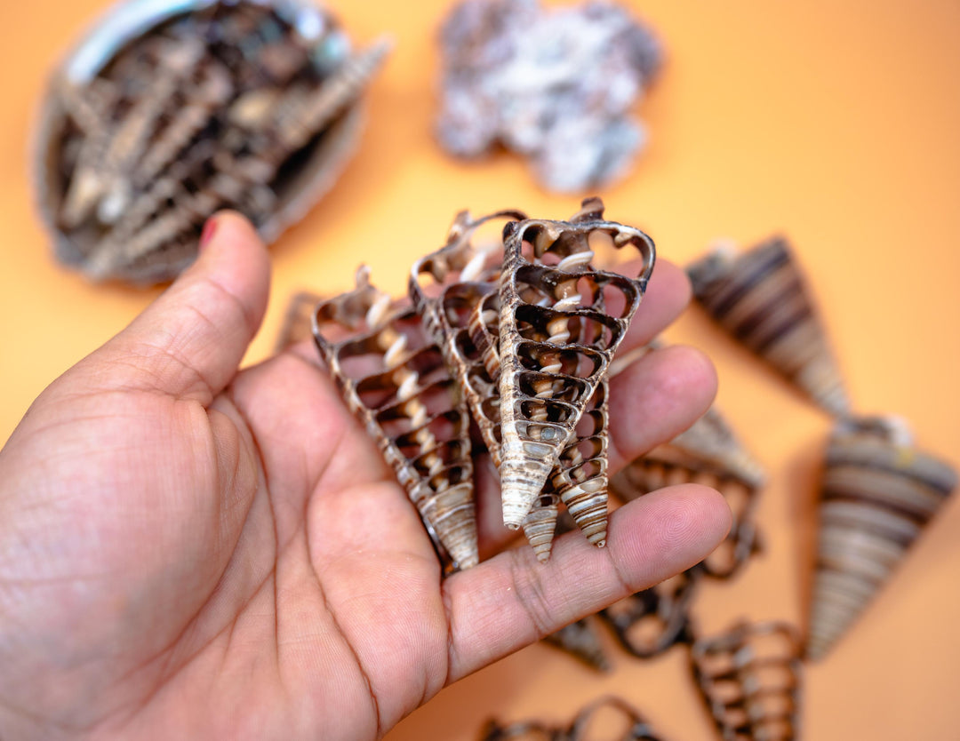 Telescopium Auger Seashell Slices  Set of 5 Natural Spiral Shell Pieces for Nautical Decor, Beach Crafts, and Jewelry Making