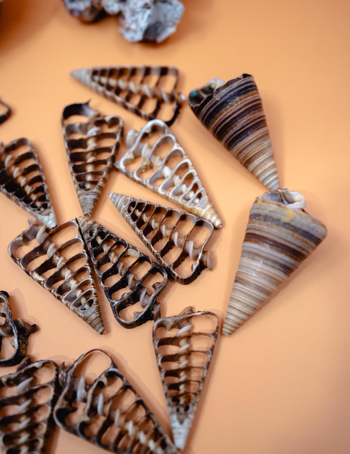 Telescopium Auger Seashell Slices  Set of 5 Natural Spiral Shell Pieces for Nautical Decor, Beach Crafts, and Jewelry Making
