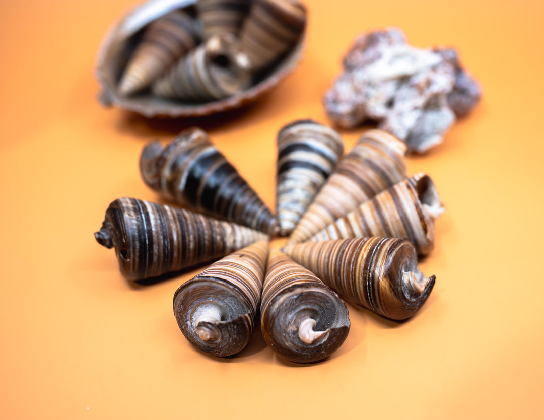 Telescopium Auger Seashells  Set of 3 Whole Natural Spiral Shells for Nautical Decor, Beach Crafts, and Jewelry Making
