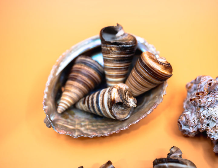 Telescopium Auger Seashells  Set of 3 Whole Natural Spiral Shells for Nautical Decor, Beach Crafts, and Jewelry Making