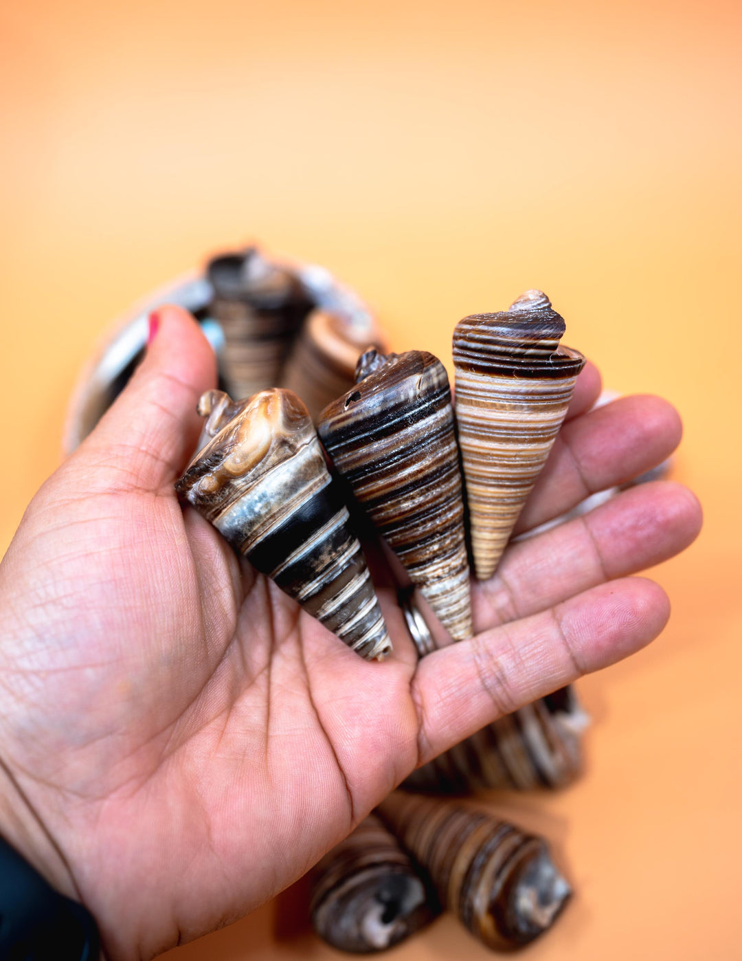 Telescopium Auger Seashells  Set of 3 Whole Natural Spiral Shells for Nautical Decor, Beach Crafts, and Jewelry Making
