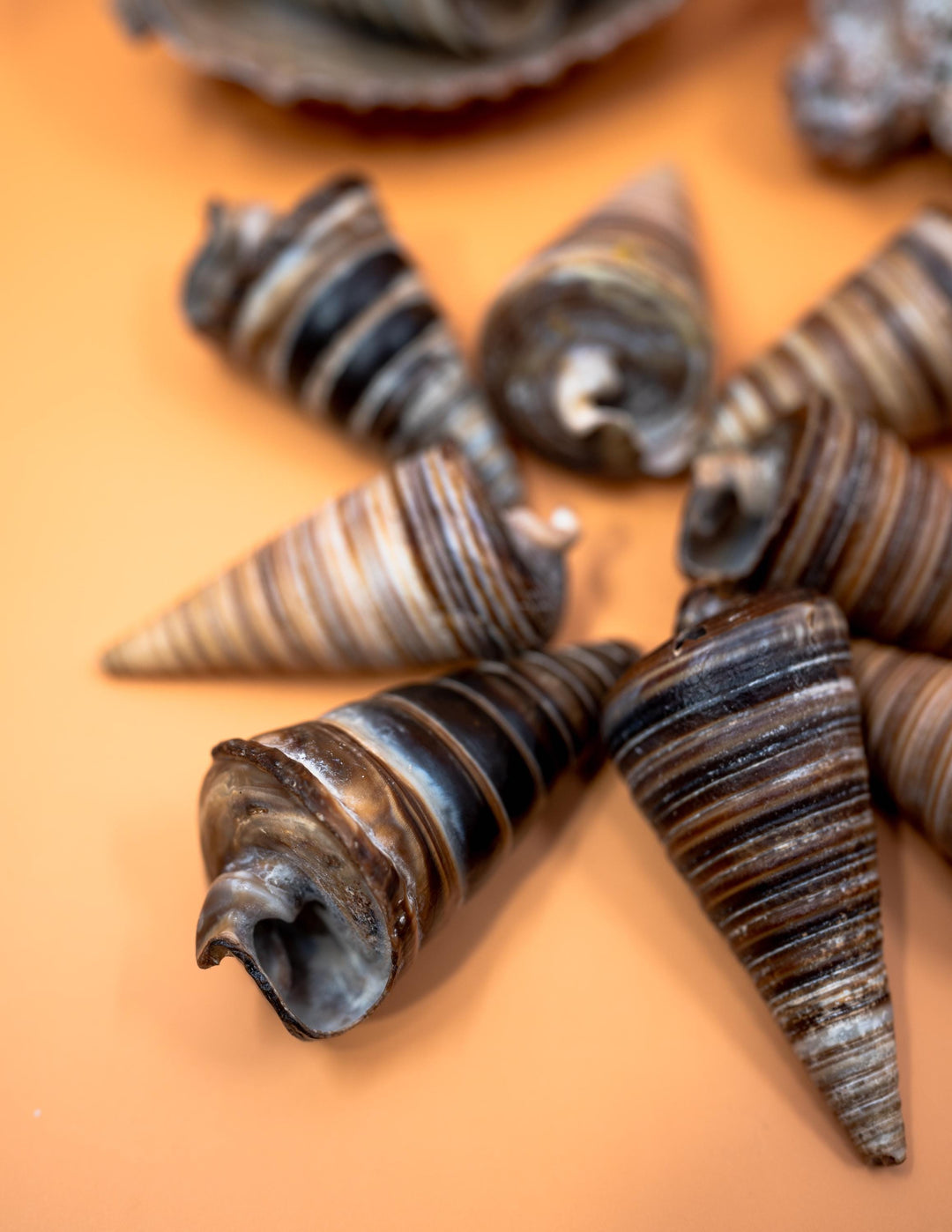 Telescopium Auger Seashells  Set of 3 Whole Natural Spiral Shells for Nautical Decor, Beach Crafts, and Jewelry Making